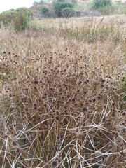 Juncus phaeocephalus