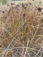 Juncus phaeocephalus