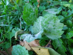 Podosphaera erigerontis-canadensis