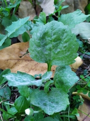 Podosphaera erigerontis-canadensis