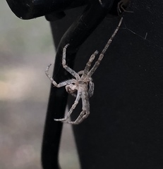 Pisaurina mira