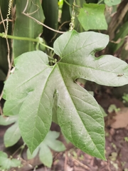 Passiflora adenopoda image