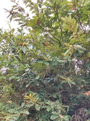 Castanea seguinii