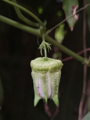 Passiflora adenopoda