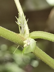 Passiflora adenopoda
