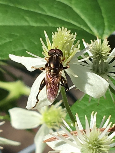 Common Thick-legged Fly