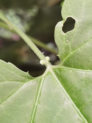 Passiflora adenopoda