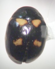 Brachiacantha uteella