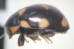 Brachiacantha uteella