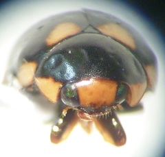 Brachiacantha uteella