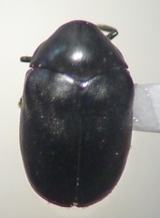 Orphilus subnitidus