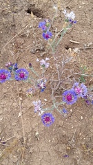 Centaurea depressa
