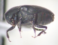 Orphilus subnitidus