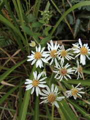 Aster ageratoides