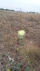 Rhaponticoides taliewii