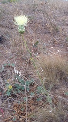 Rhaponticoides taliewii