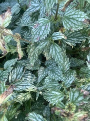 Lamium galeobdolon flavidum