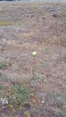 Rhaponticoides taliewii