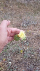 Rhaponticoides taliewii