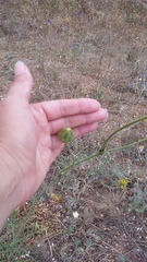 Rhaponticoides taliewii