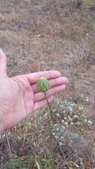 Rhaponticoides taliewii