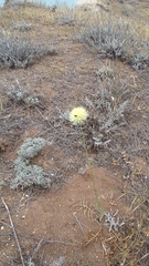 Rhaponticoides taliewii