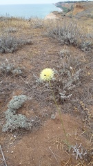 Rhaponticoides taliewii