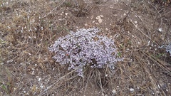 Goniolimon rubellum