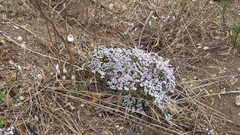 Goniolimon rubellum