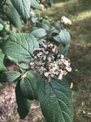 Viburnum × rhytidophylloides