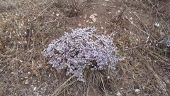 Goniolimon rubellum