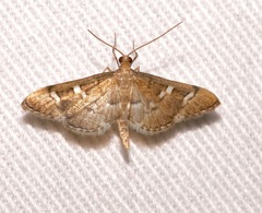 Desmia desmialis