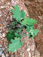 Macleaya cordata