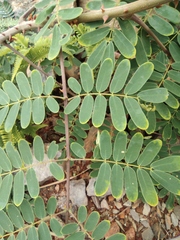 Albizia kalkora