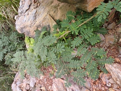 Albizia kalkora