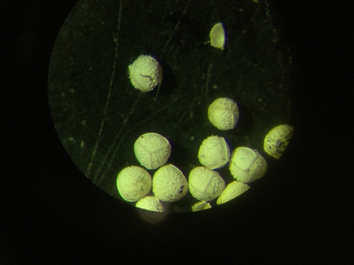 Image of Isoetes tuckermanii by (c) Lara Gibson, some rights reserved (CC BY)