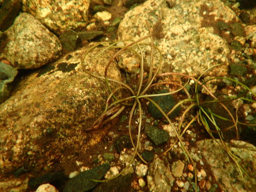 Image of Isoetes tuckermanii by (c) Lara Gibson, some rights reserved (CC BY)
