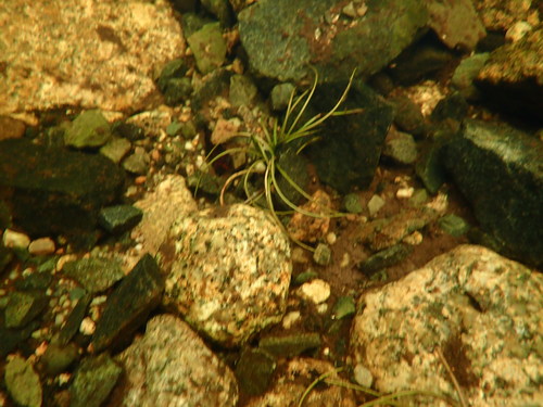 Image of Isoetes tuckermanii by (c) Lara Gibson, some rights reserved (CC BY)