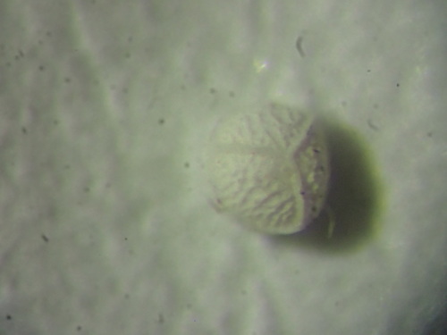 Image of Isoetes tuckermanii by (c) Lara Gibson, some rights reserved (CC BY)