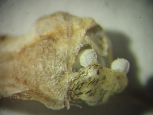 Image of Isoetes tuckermanii by (c) Lara Gibson, some rights reserved (CC BY)