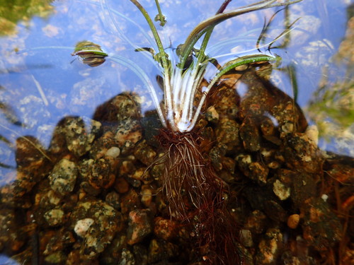 Image of Isoetes tuckermanii by (c) Lara Gibson, some rights reserved (CC BY)