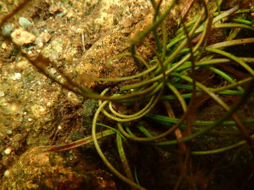 Image of Isoetes tuckermanii by (c) Lara Gibson, some rights reserved (CC BY)
