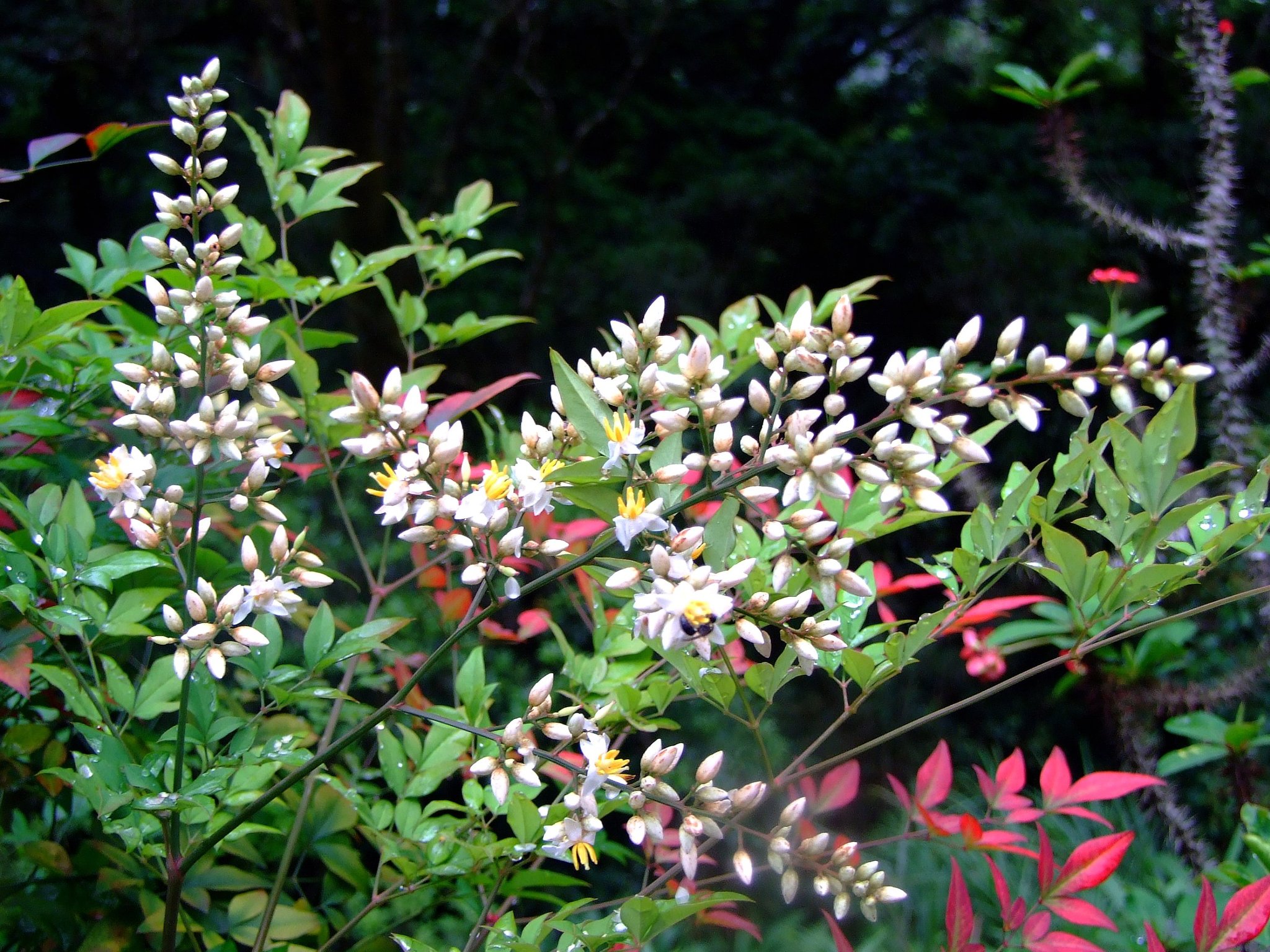 Nandina