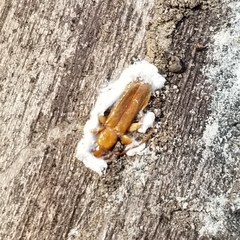 Smodicum cucujiforme