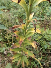 Lilium brownii