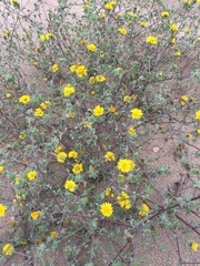 Lessingia germanorum