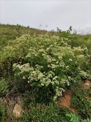 Eupatorium chinense