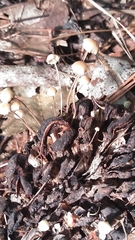 Strobilurus conigenoides