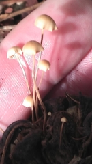 Strobilurus conigenoides