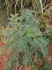 Albizia kalkora